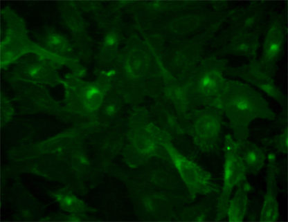 Fluorescent opioid receptor, delta 1 Internalization Assay Cell Line