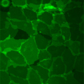 Fluorescent Opioid Receptor, Kappa 1 Internalization Assay Cell Line