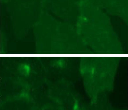 Fluorescent Somatostatin Receptor Type 2 Internalization Assay cell line