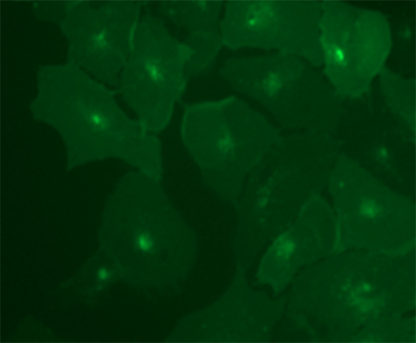 Fluorescent Somatostatin Receptor Type 3 Internalization Assay cell line