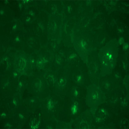 Fluorescent Human Formyl Peptide Receptor 2 Internalization Assay Cell Line