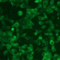 Fluorescent Glucocorticoid Receptor Nuclear Translocation Assay Cell Line