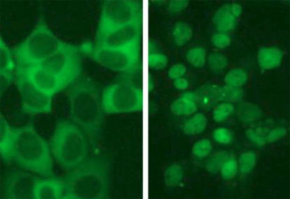 Fluorescent Glucocorticoid Receptor Nuclear Translocation Assay Cell Line