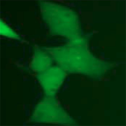 Fluorescent Androgen Receptor Nuclear Translocation Assay Cell Line