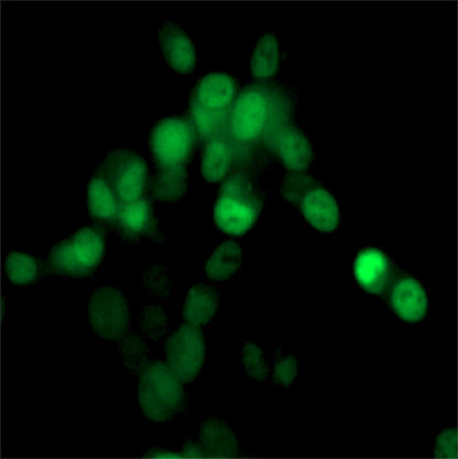 Fluorescent Androgen Receptor Nuclear Translocation Assay Cell Line