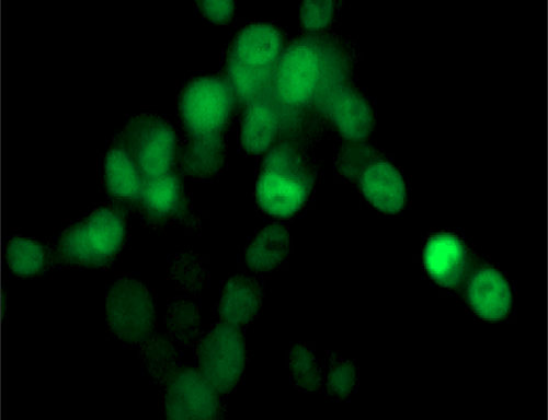 Fluorescent Androgen Receptor Nuclear Translocation Assay Cell Line