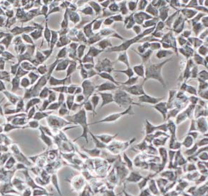 HEK293 cell line stable expressing Green Fluorescent BACE1