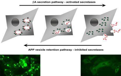 Alzheimer's Disease Model: APP Processing Assay Cell Line
