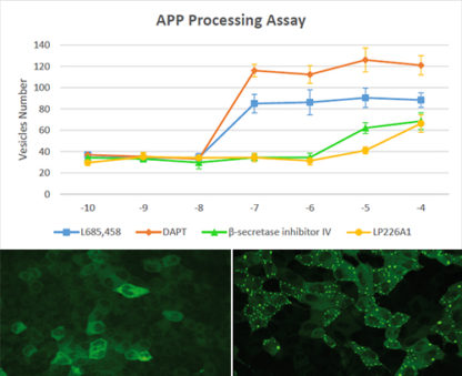 Alzheimer's Disease Model: APP Processing Assay Cell Line