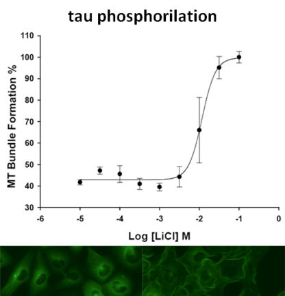 Alzheimer's Disease Model: Tau Phosphorylation Assay Cell Line