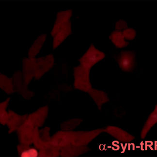 SH-SY5Y cell line stably expressing red fluorescent alpha-synuclein