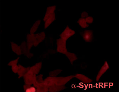 SH-SY5Y cell line stably expressing red fluorescent alpha-synuclein