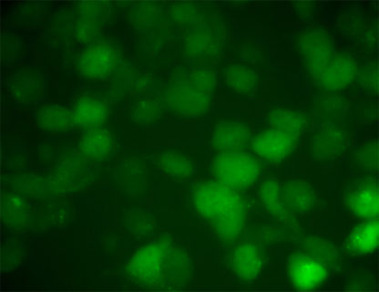 SH-SY5Y cell line stably expressing red fluorescent alpha-synuclein