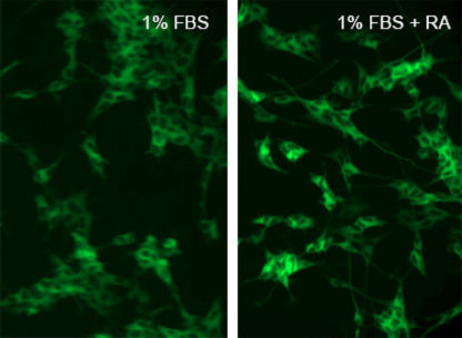 Neurite Outgrowth Assay Cell Line