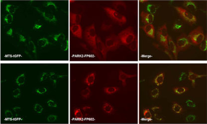 Parkinson's Disease Model: Parkin Mitochondrial Recrutiment Assay Cell Line