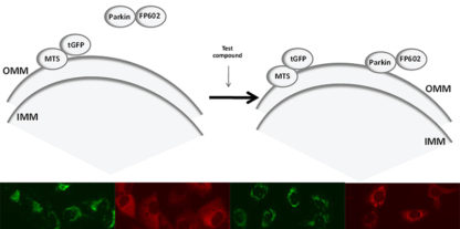 Parkinson's Disease Model: Parkin Mitochondrial Recrutiment Assay Cell Line