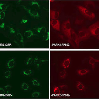 Parkinson's Disease Model: Parkin Mitochondrial Recrutiment Assay Cell Line