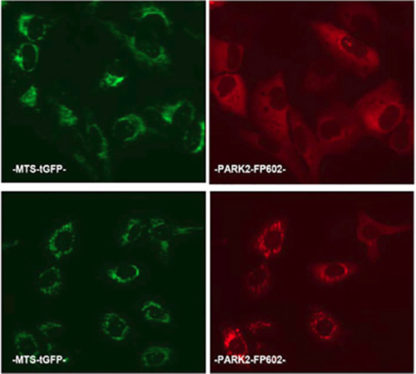 Parkinson's Disease Model: Parkin Mitochondrial Recrutiment Assay Cell Line