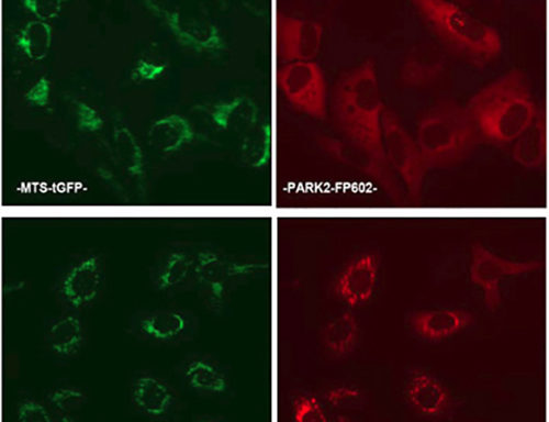 Parkinson’s Disease (PD) Model: Parkin Mitochondrial Recrutiment Assay Cell Line