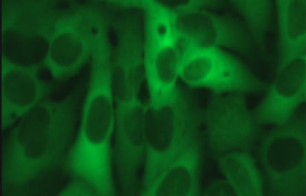 Green Fluorescent Profilin-1 Cell Line