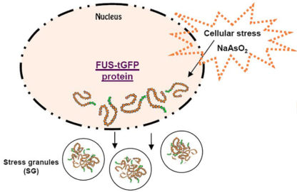 Amyotrophic Lateral Sclerosis (ALS) Model: FUS/TLS Stess Granuels Assay Cell Line