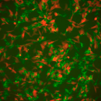 SH-SY5Y cell line stably expressing Green Fluorescent tau and Red Fluorescent alpha-synuclein