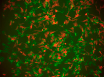 SH-SY5Y cell line stably expressing Green Fluorescent tau and Red Fluorescent alpha-synuclein