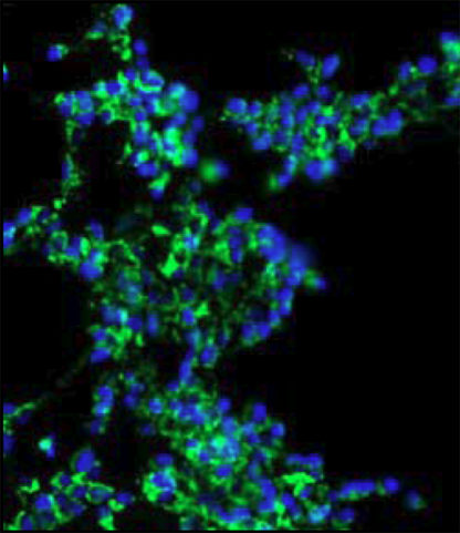 Mitochondrial Apoptosis Assay Cell Line (Green Fluorescent Cytochrome c)