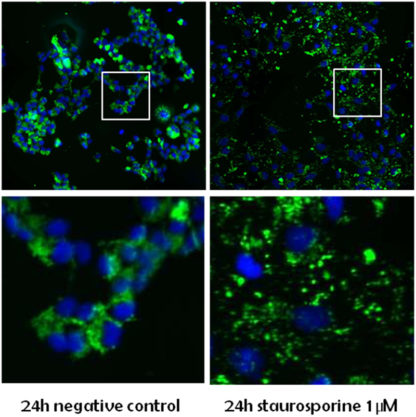 Mitochondrial Apoptosis Assay Cell Line (Green Fluorescent Cytochrome c)