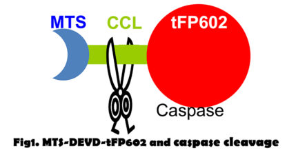Caspase-3 Activation Assay Cell Line