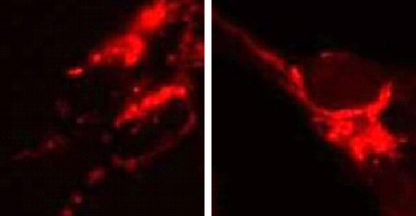 Caspase-3 Activation Assay Cell Line