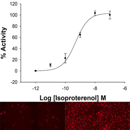 U2OS cells stably expressing Beta-2 adrenergic Receptor and cAMP