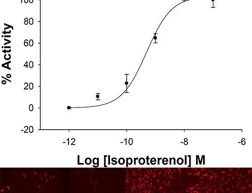 U2OS cells stably expressing Beta-2 adrenergic Receptor and cAMP Biosensor