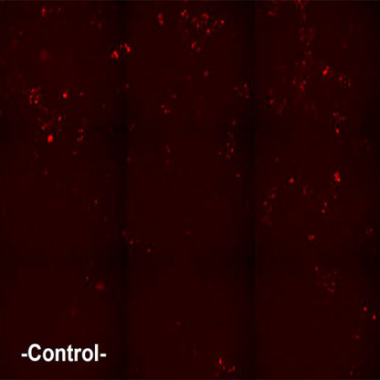 U2OS cells stably expressing Beta-2 adrenergic Receptor and cAMP