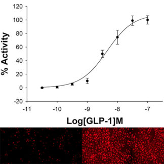 U2OS Cell Line stably expressing GLP-1 Glucagon Receptor & cAMP