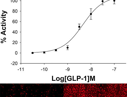 U2OS Cell Line stably expressing GLP-1 Glucagon Receptor & cAMP Biosensor