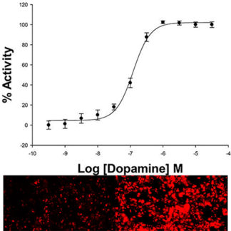 HEK293 Cell Line stably expressing D1 Dopamine Receptor & cAMP