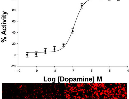 HEK293 Cell Line stably expressing D1 Dopamine Receptor & cAMP Biosensor