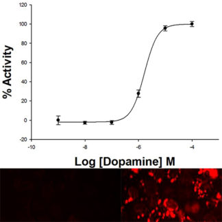 U2OS Cell Line stably expressing D5 Dopamine Receptor & cAMP