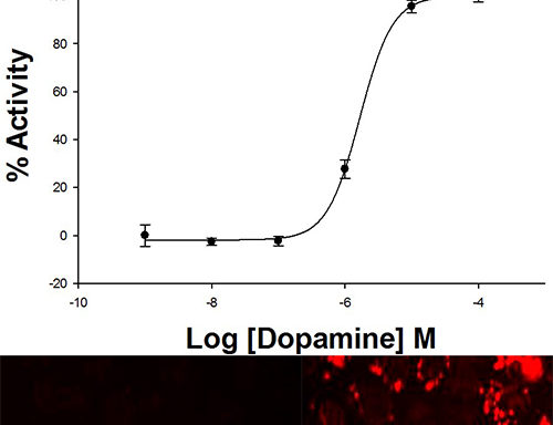 U2OS Cell Line stably expressing D5 Dopamine Receptor & cAMP Biosensor