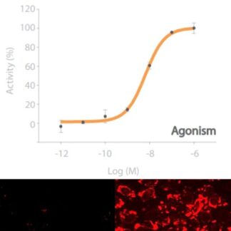 CALCRL Receptor Cell Line