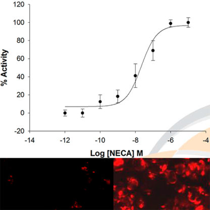 HEK293 cell line stably expressing Adenosine A1 Receptor and cAMP Biosensor