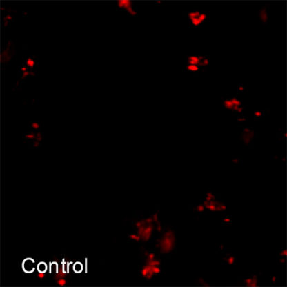 HEK293 cell line stably expressing Adenosine A1 Receptor and cAMP Biosensor