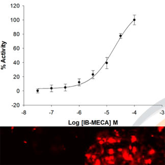 HEK293 cell line stably expressing Adenosine A3 Receptor and cAMP