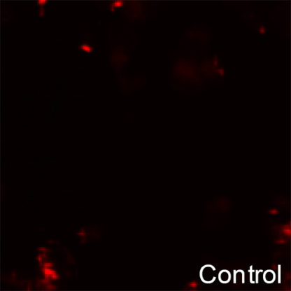 HEK293 cell line stably expressing Adenosine A3 Receptor and cAMP