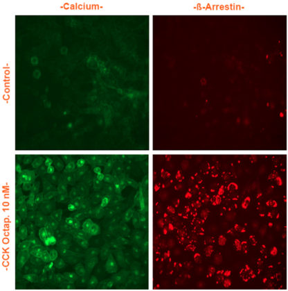 U2OS Cell stably expressing CCK2 Cholecystokinin Receptor, Calcium Biosensor & β-arrestin