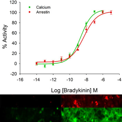 U2OS cells stably expressing B2 Bradykinin Receptor, Calcium biosensor & ß-arrestin biosensor