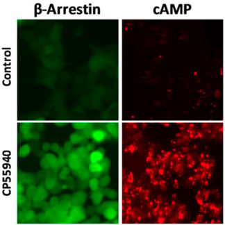 HEK293 cells stably expressing CB1 Cannabinoid Receptor, cAMP biosensor & β-arrestin