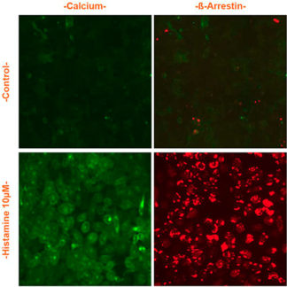 U2OS Cell stably expressing H1 Histamine Receptor, Calcium Biosensor & β-Arrestin