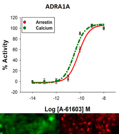 HEK293 cells stably expressing Alpha-1A adrenergic Receptor, Calcium biosensor & ß-arrestin biosensor